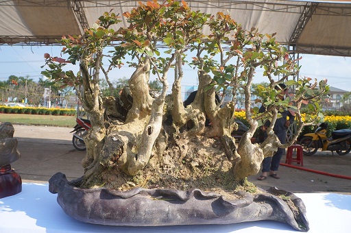 La liệt bonsai độc lạ giá cả cây vàng đại náo thị trường Tết 2018